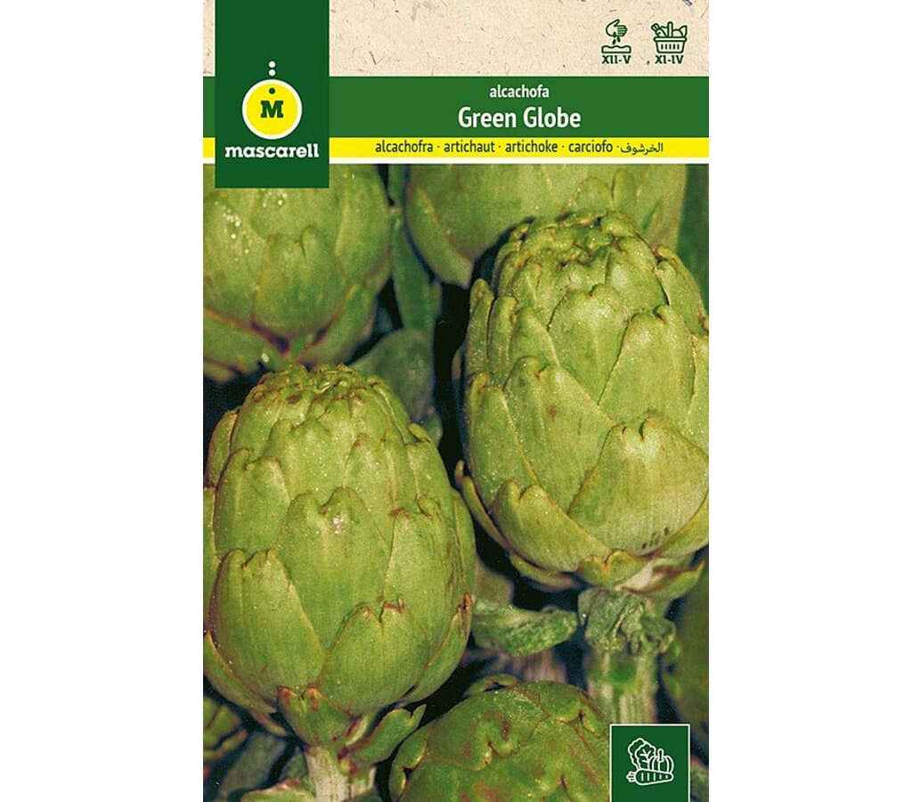 Semilla Alcachofa Verde Globo_0