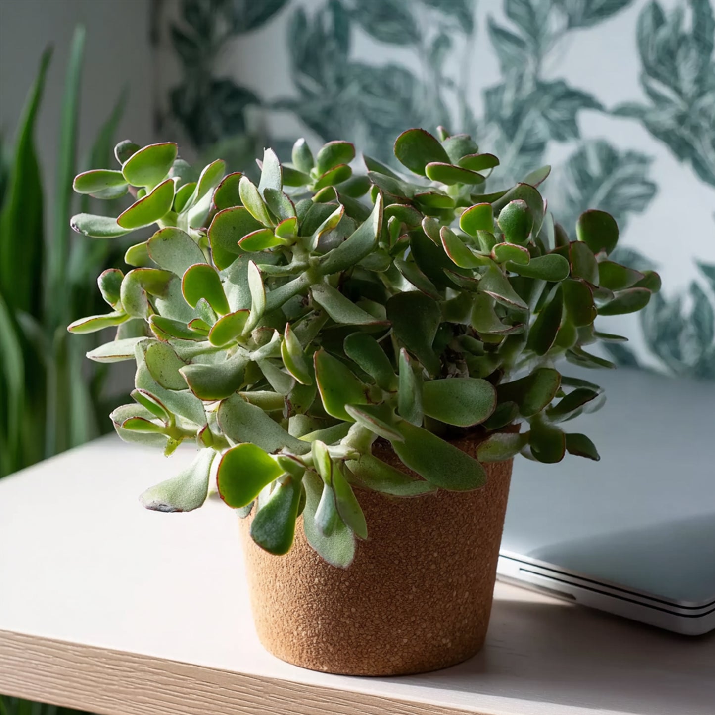 Planta De Jade - 2 Uds - Crassula Arborescens 'curly' - Maceta 12 Cm