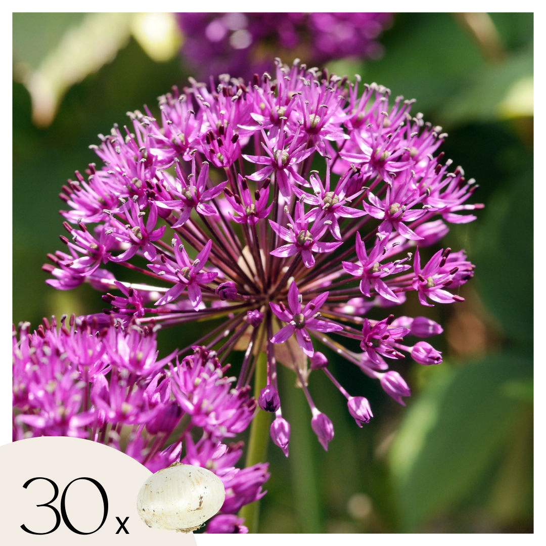 Allium Sensación Púrpura - 30 Pzs - Allium 'purple Sensation' - Bulbos De Flores_0