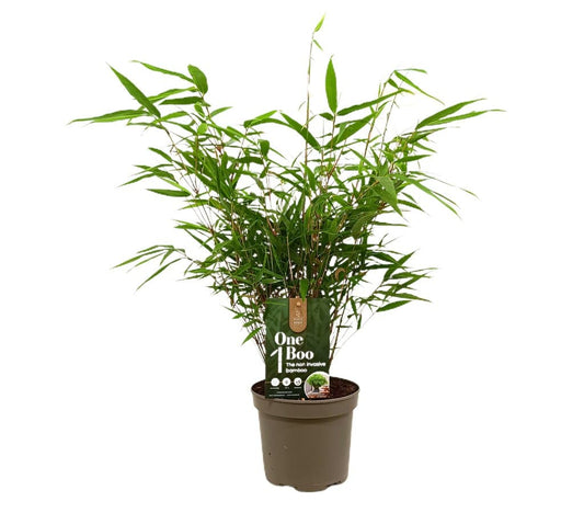 Bambu Fargesia Wenchuan M17 50cm_0
