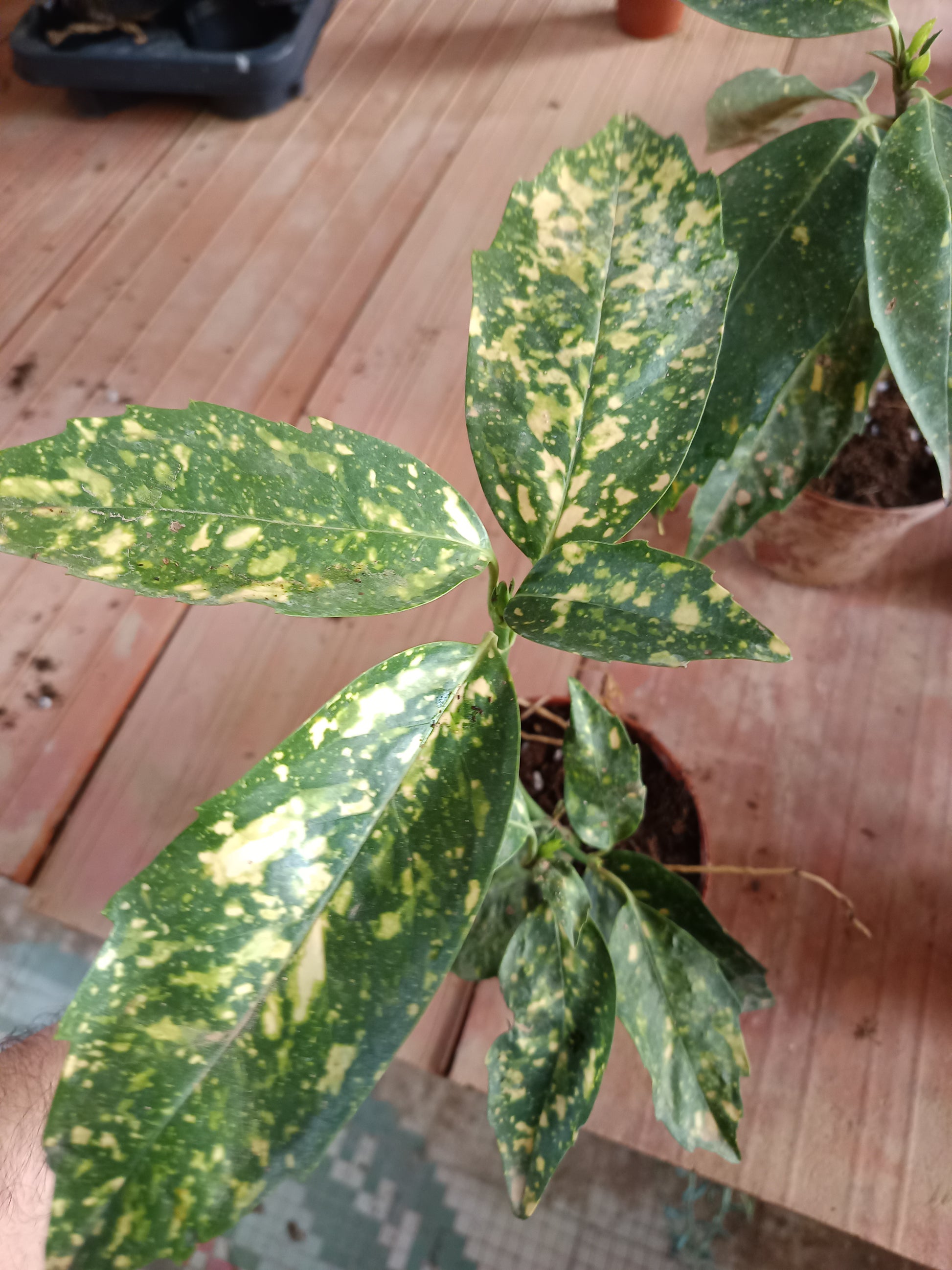 Aucuba J Crotonifolia Laurel Manchado Planta