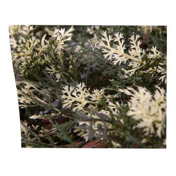 Celosía extensible ciprés 1x1.5 m