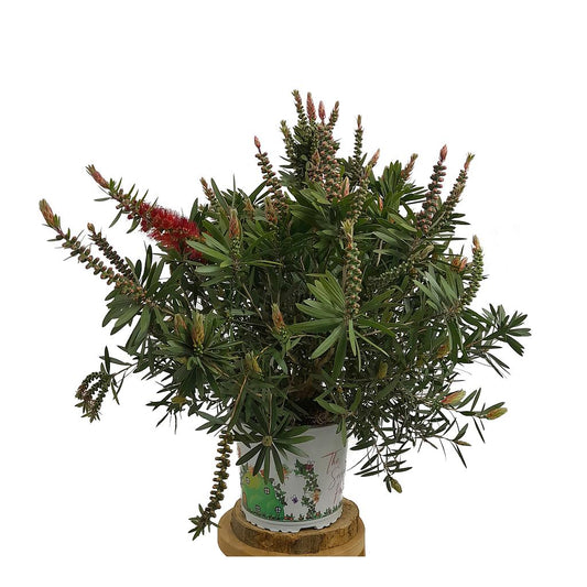 Callistemon Citrinus Splen M20 (limpia Tubos)_0