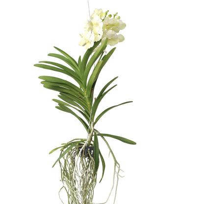 Orquídea Vanda - Vanda 'tayanee White' - Altura 45-55cm_0