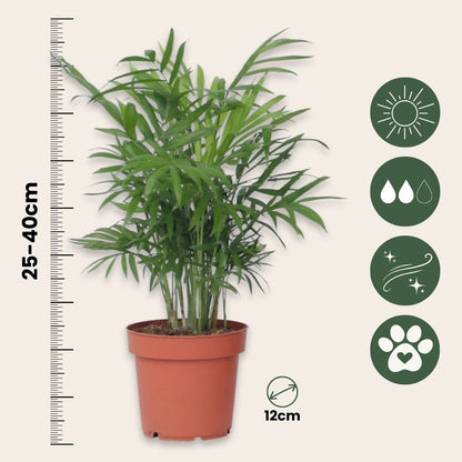 Conjunto De Palmeras Pequeñas - 4 Pzs - Altura 25-40cm - ⌀12cm_2