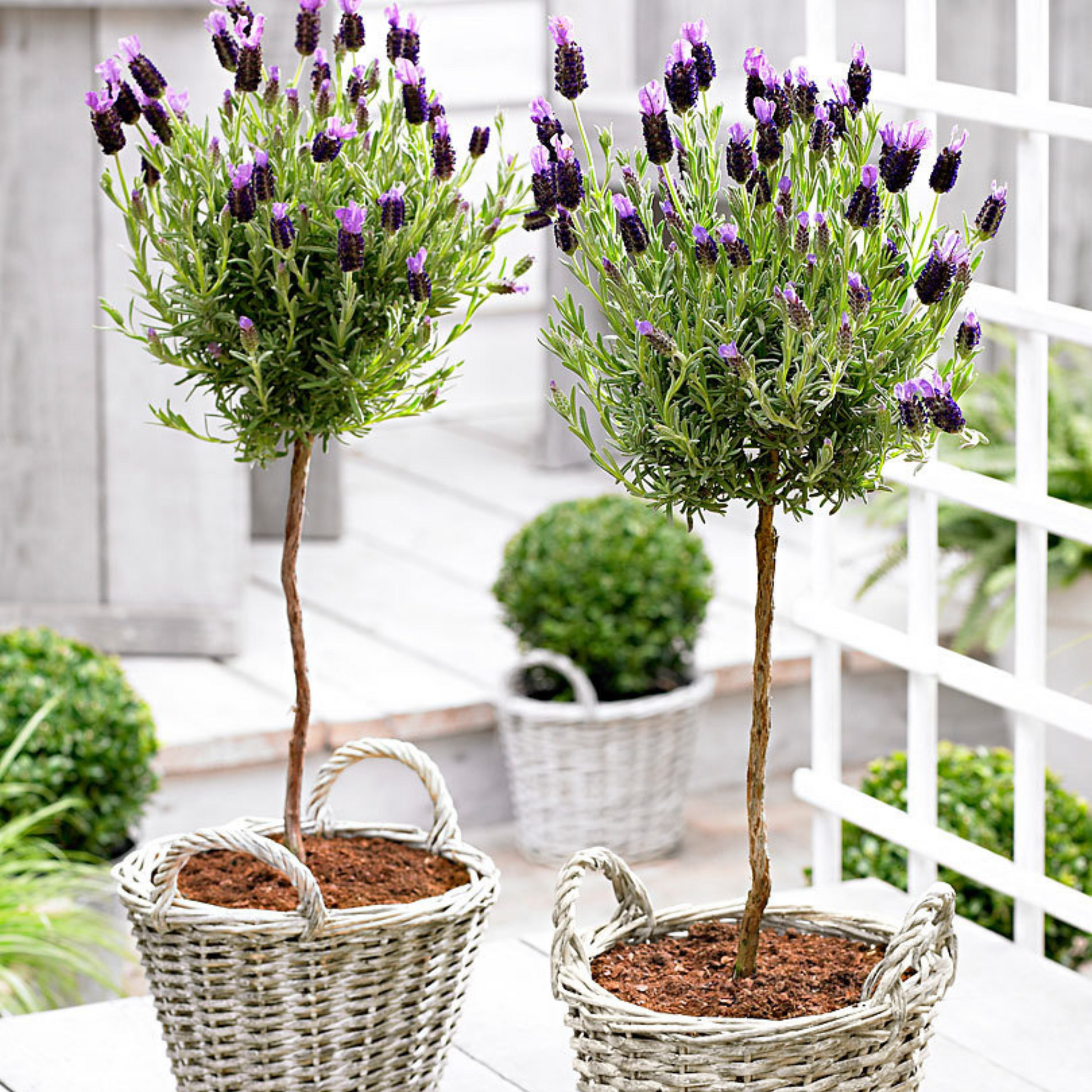 Árbol De Lavanda - 2 Pzs - Lavandula Stoechas 'anouk' - Altura 45-55cm - ⌀15cm_1