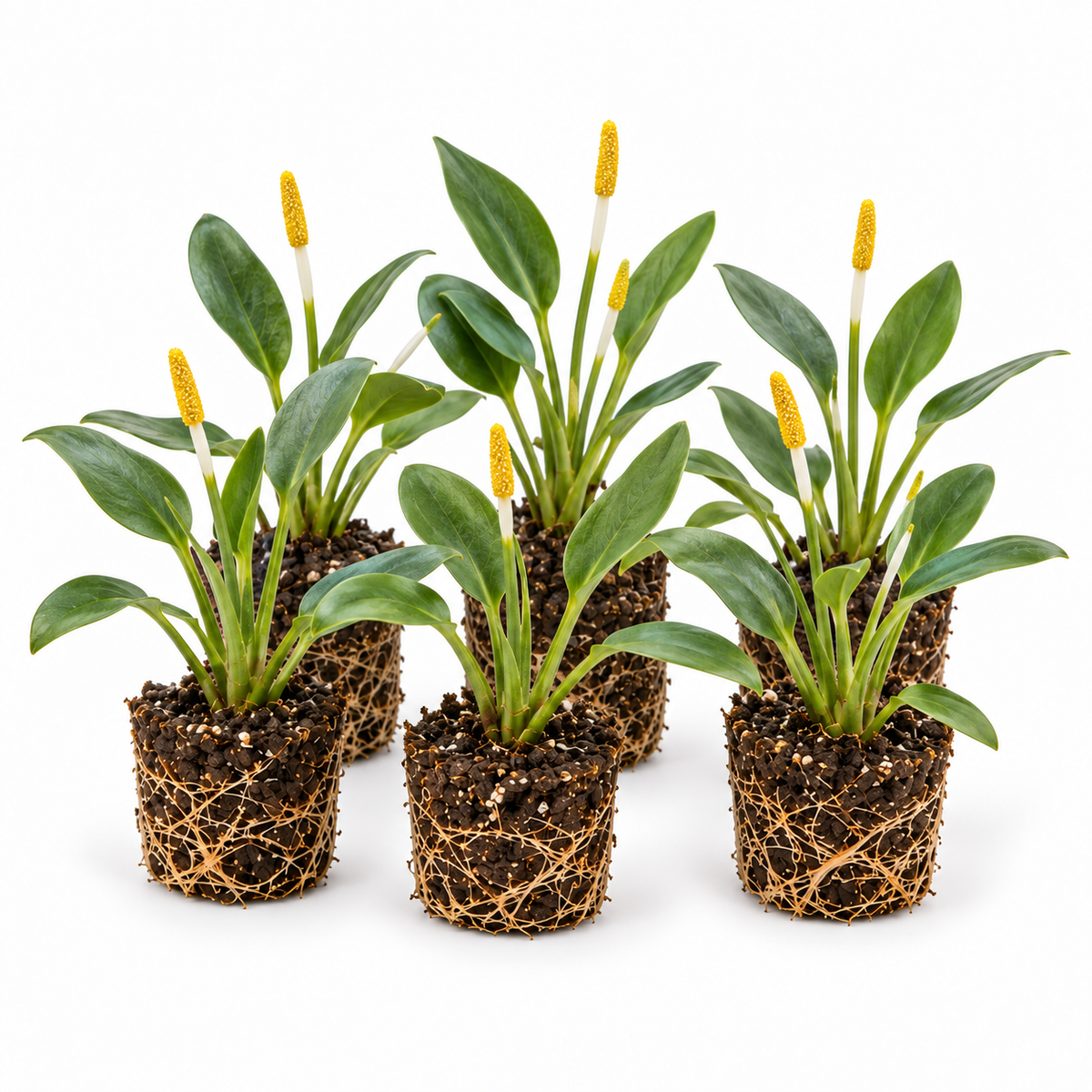 Maza Dorada - Orontium Aquaticum - 12 Plantas_0