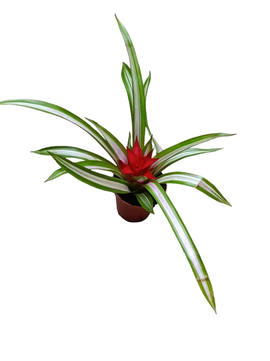 Guzmania Variegata Ø5 Planta Natural Bromelia_0