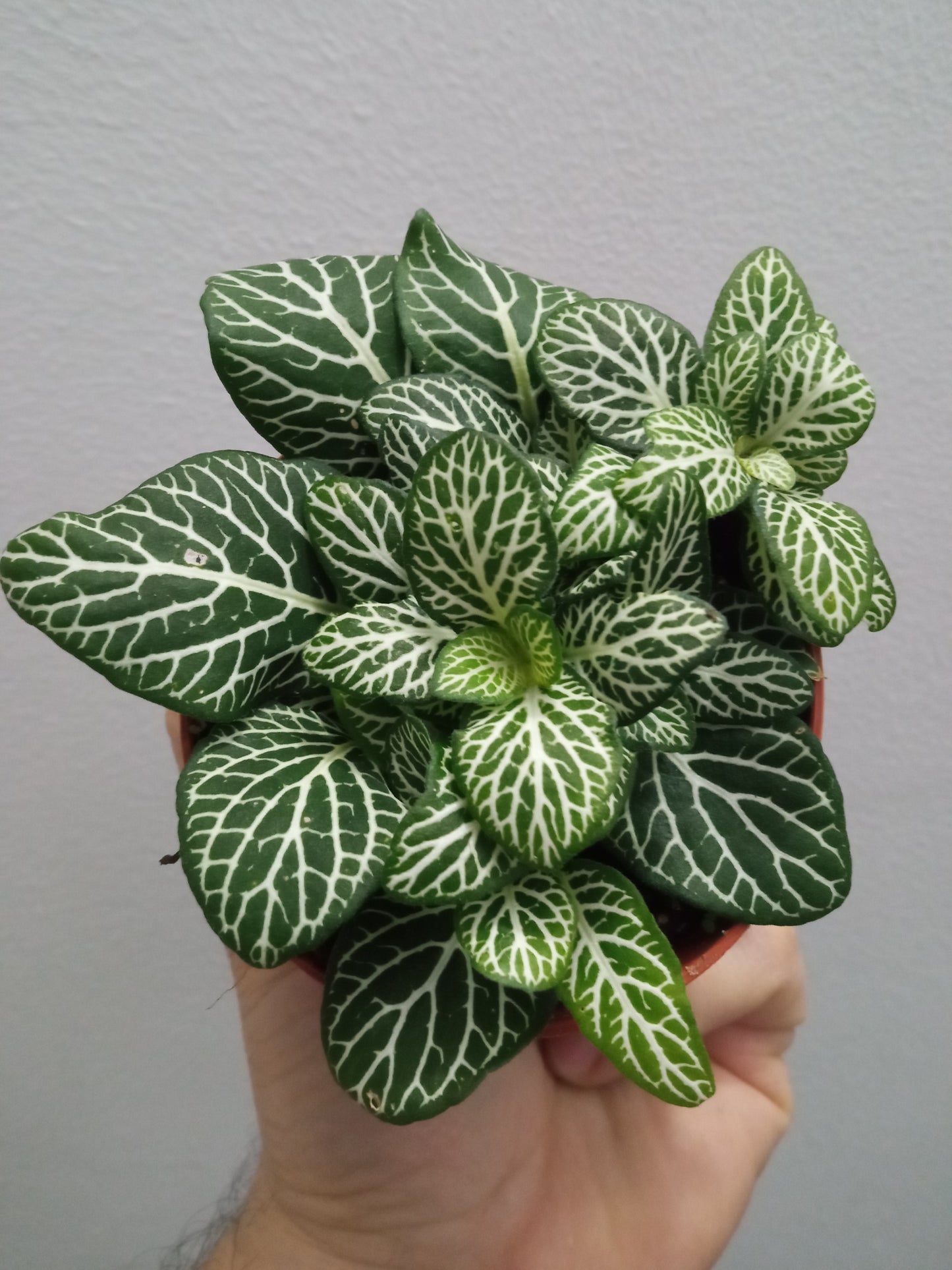 1 Planta Surtida Fittonia De Colores Ø8