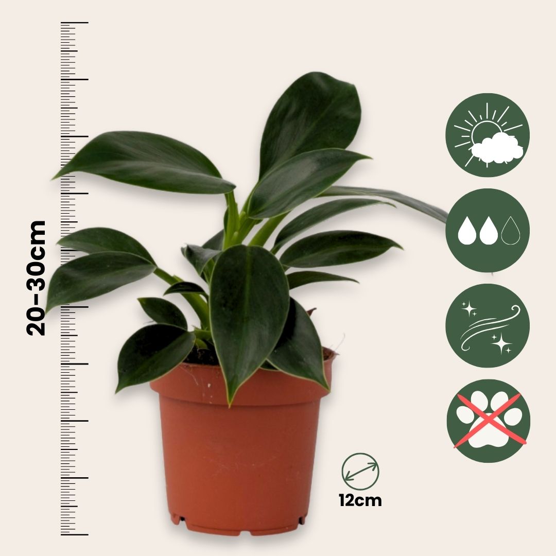 Filodendro - 2 Pzs - Philodendron 'green Princess' - Altura 20-30cm - ⌀12cm_2