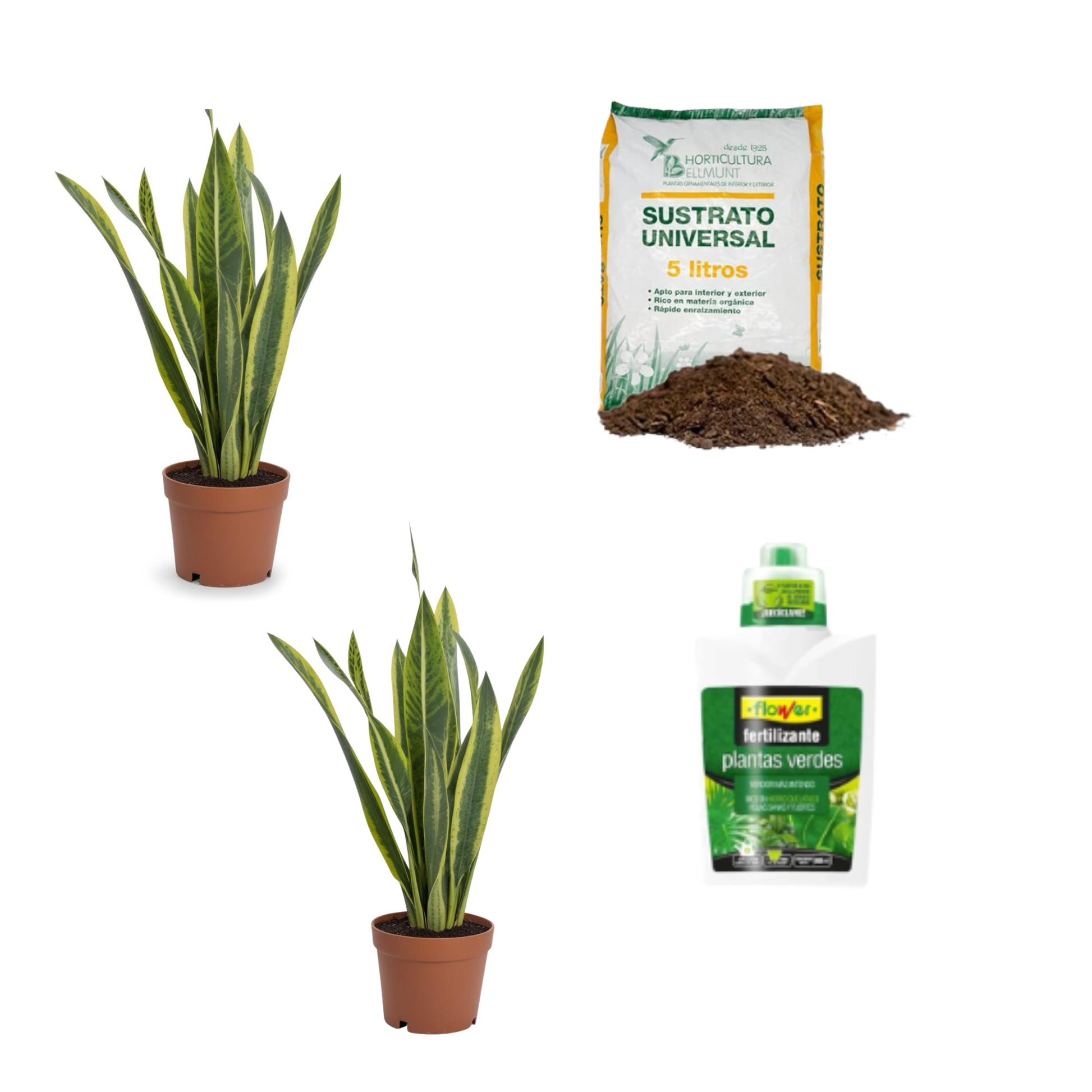 Pack 2 Plantas Sansevieria  Interior  Maceta Ø12cm  + Incluye Saco 10l Sustrato Universal + Fertilizante Plantas 500 Ml_0