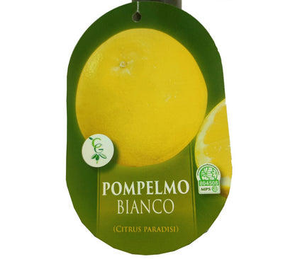 Pomelo Blanco Tb20 100cm_1