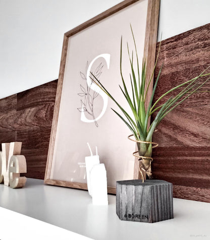 Planta De Aire Tillandsia Tricolor Con Hexágono De Madera_1