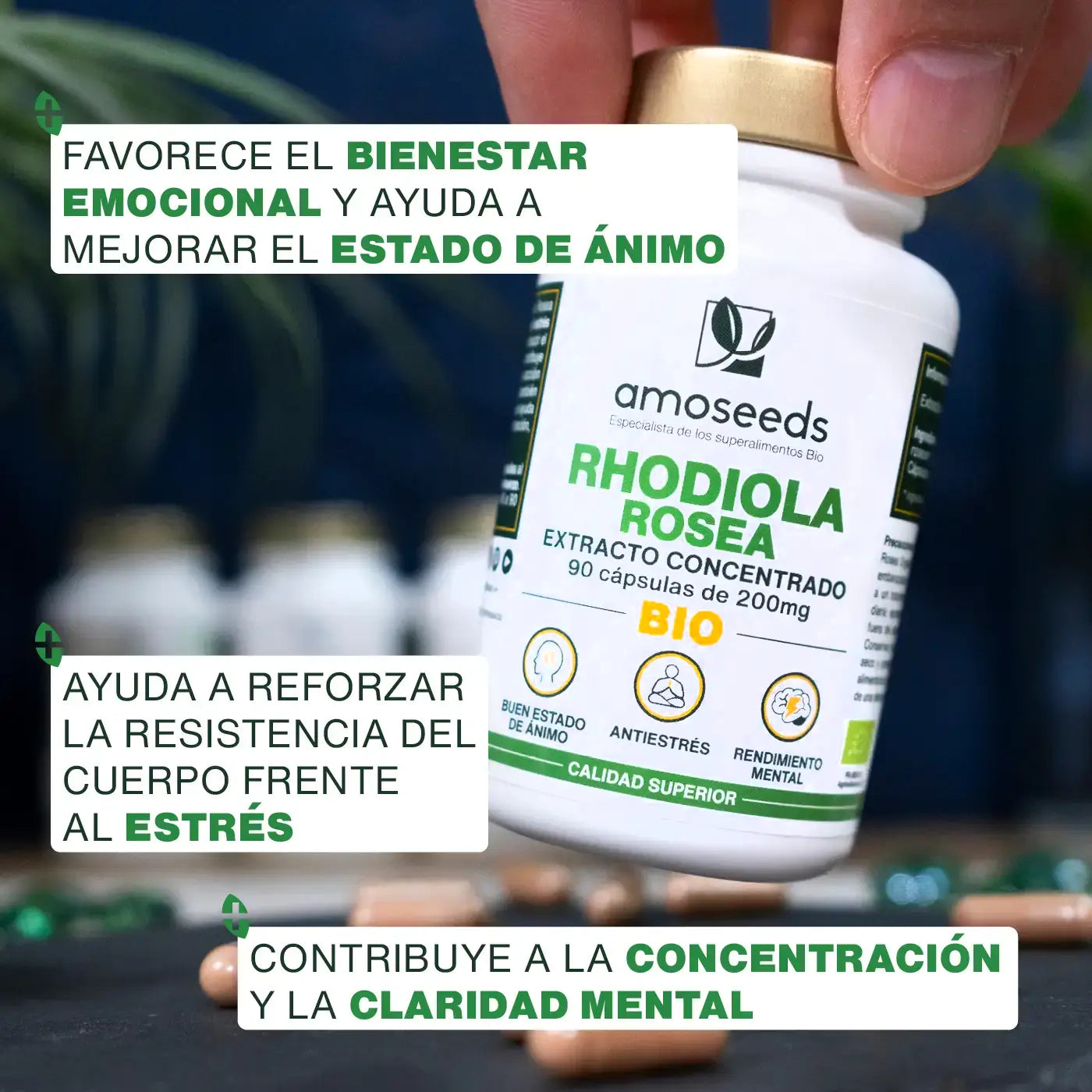 Rhodiola Rosea Bio, Extracto Concentrado | 90 Cápsulas_3