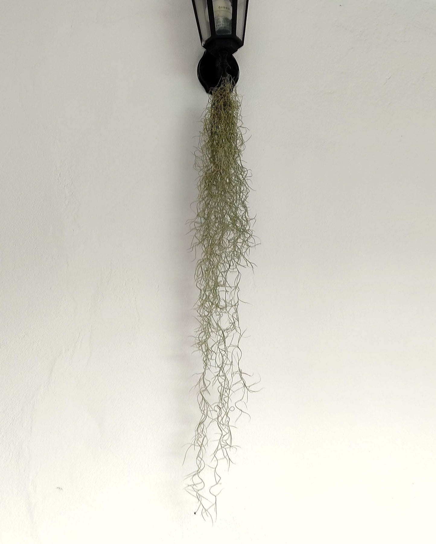 Tillandsia usneoides [XL] (barba de viejo); planta del aire colgante; Curiosarium; longitud 100 cm, diámetro 15 cm_0