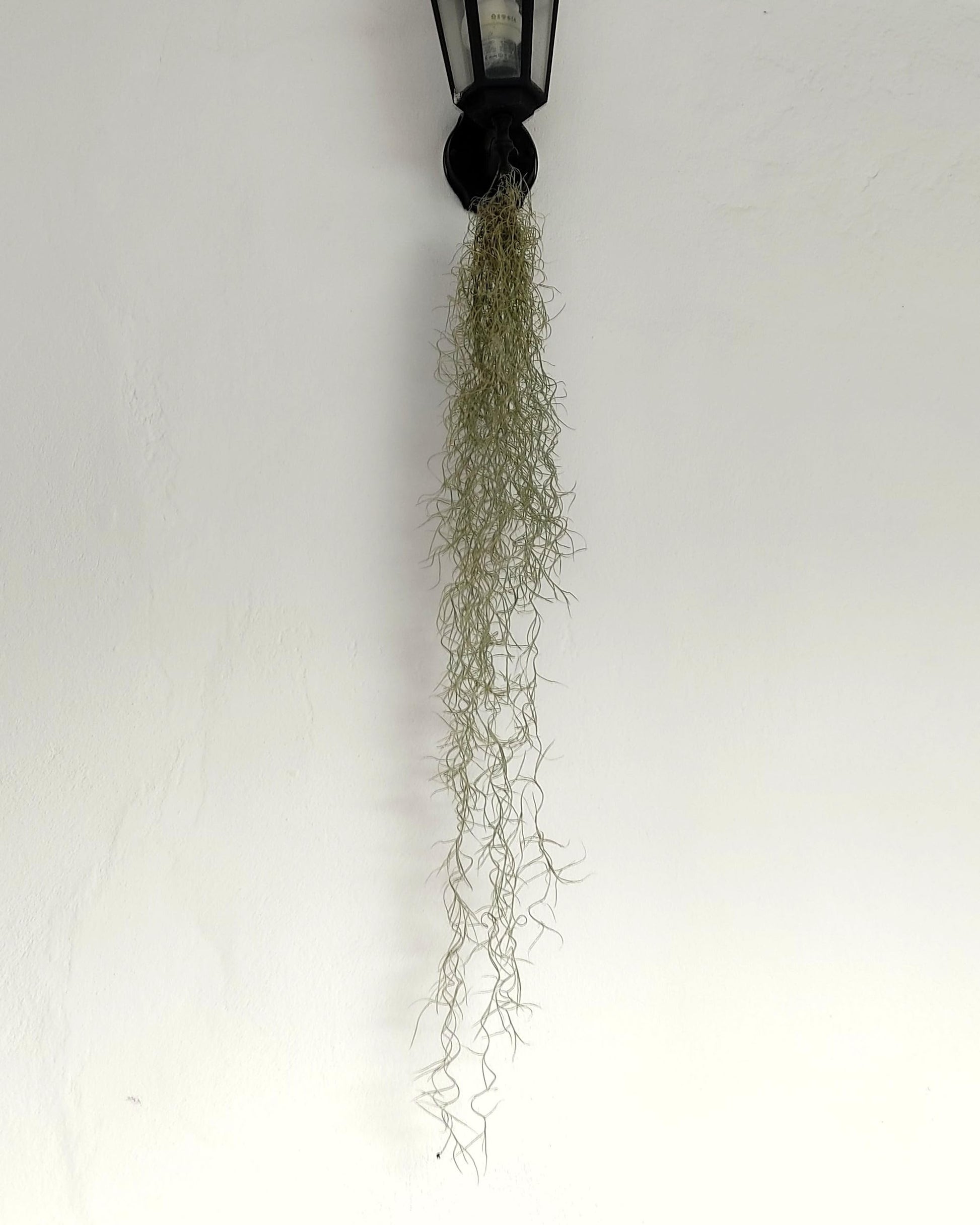 Tillandsia usneoides [XL] (barba de viejo); planta del aire colgante; Curiosarium; longitud 100 cm, diámetro 15 cm_0