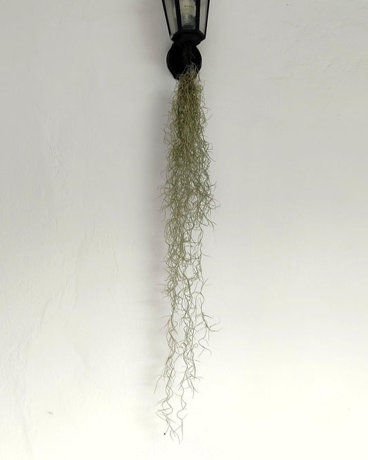 Tillandsia usneoides [XL] (barba de viejo); planta del aire colgante; Curiosarium; longitud 100 cm, diámetro 15 cm_0