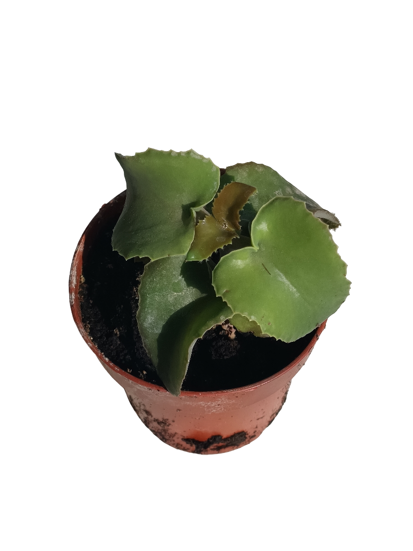 Kalanchoe Beharensis Nuda Planta Suculenta  Ø8 Cms