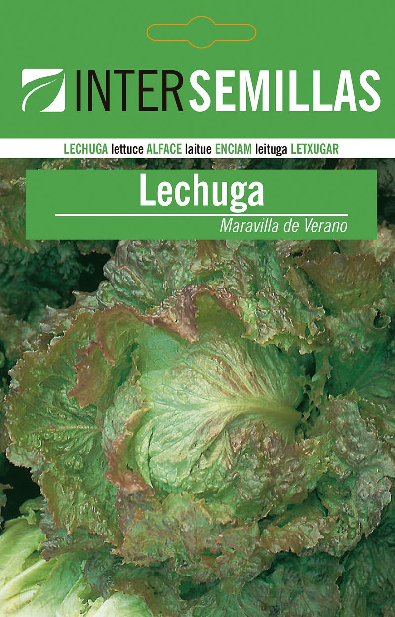Sobre De Semillas De Lechuga Maravilla De Verano_0