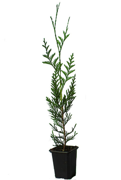Thuja Plicata atrovirens_0