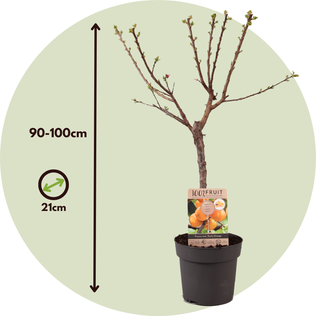 Albaricoquero - Prunus Armeniaca - Altura 90-100cm - ⌀21cm_2