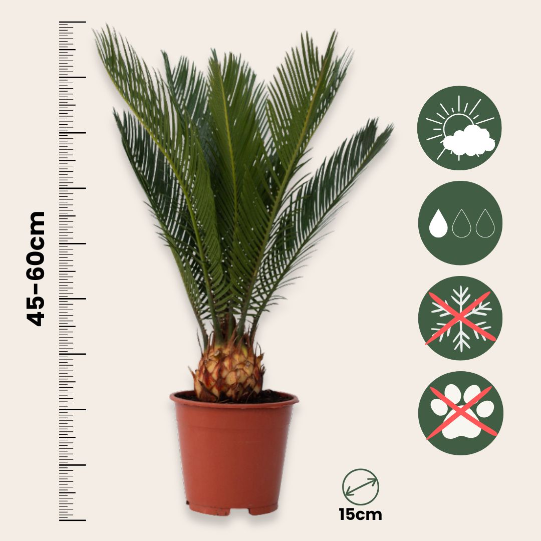 Palma De Sagú - 2 Pzs - Cycas Revoluta - Altura 45-60cm - ⌀15cm_2