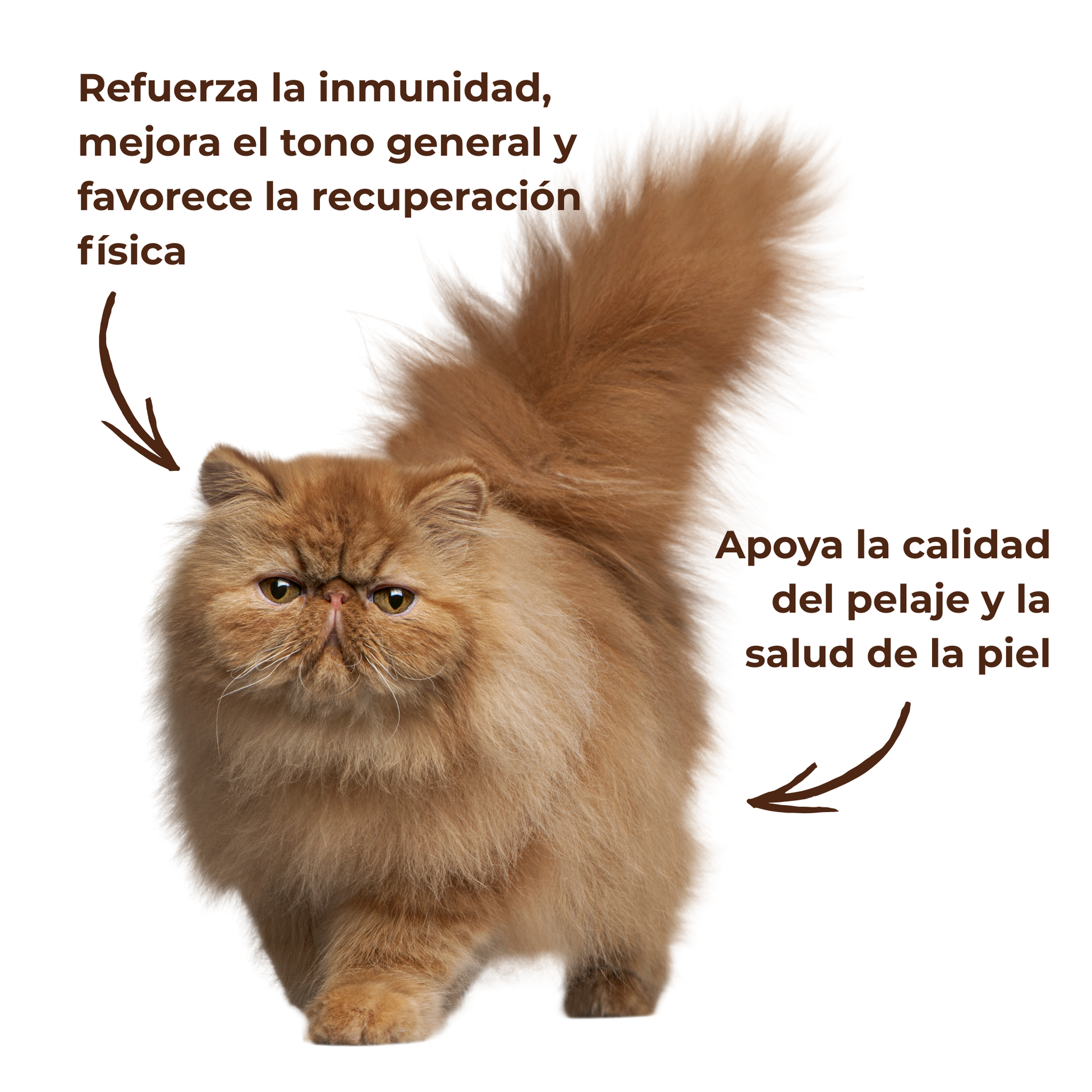 Cuidado Completo Natural Para Perros Y Gatos – Piel, Pelaje Y Vitalidad_3
