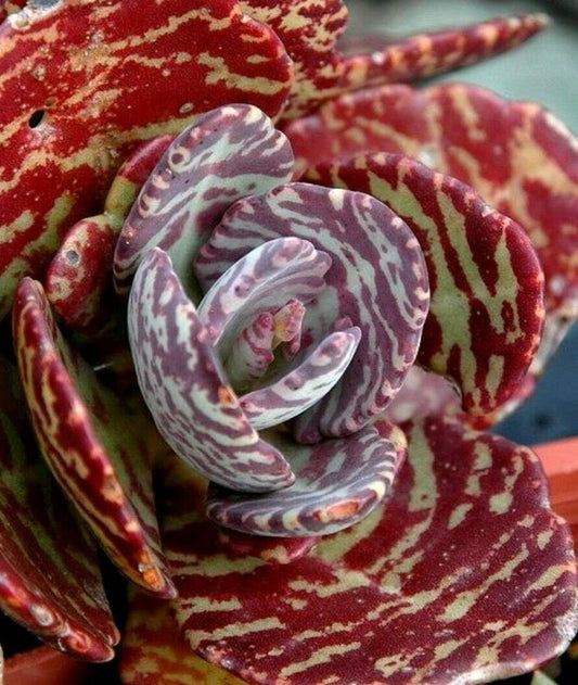 Top Ventas Kalanchoe Humilis Planta Suculenta_0