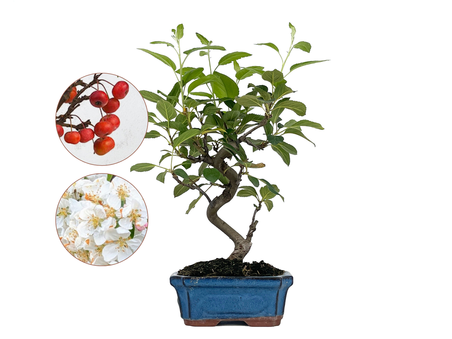 Bonsái Malus – Manzano 8 Años