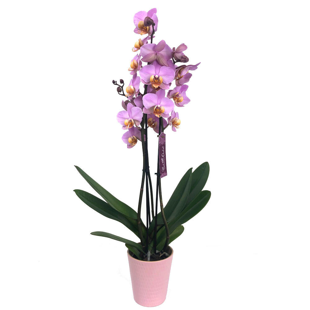 Orquidea Phalaenopsis Beaumont 3 Tallos M12 70cm