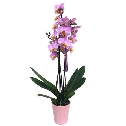 Orquidea Phalaenopsis Beaumont 3 Tallos M12 70cm