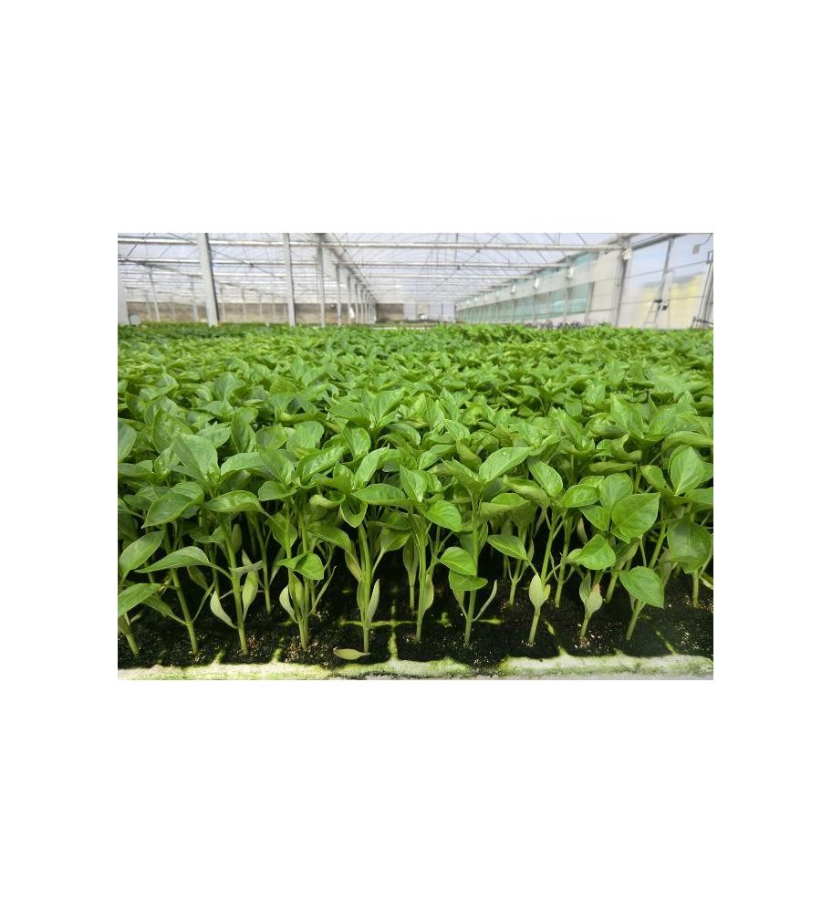 Plantón Pimiento Blanco (10 Unidades)_1