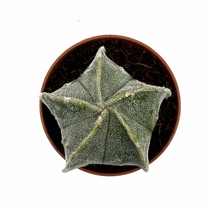 Astrophytum Myriostigma Cactus Y Suculentas