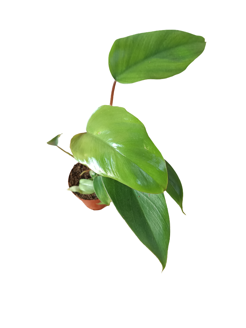 Philodendron Posible Pitteri Planta De Interior Ø6_0