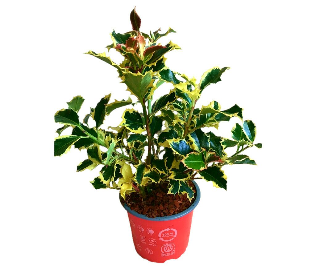 Ilex Aquifolium M12 20cm (acebo)_0