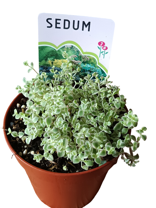 Sedum Little Missy Planta Suculenta Ø12_0