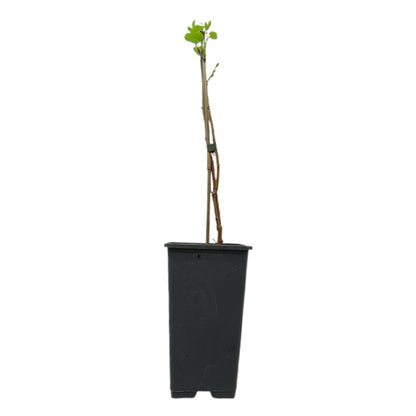 Morus Alba Macrophylla M15_0