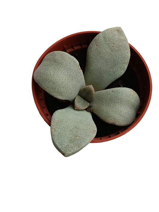 Aloinopsis Rubrolineata Planta Suculenta Ø5_0