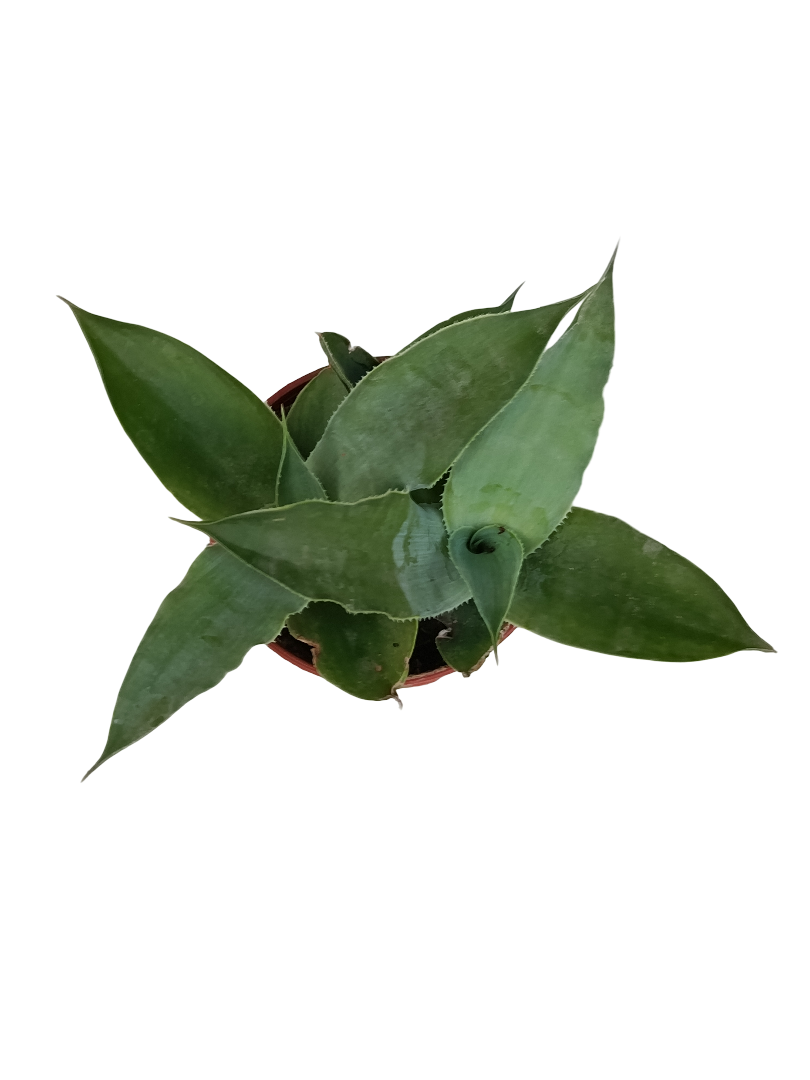 Agave Vilmoreana Planta Suculenta Ø5_0
