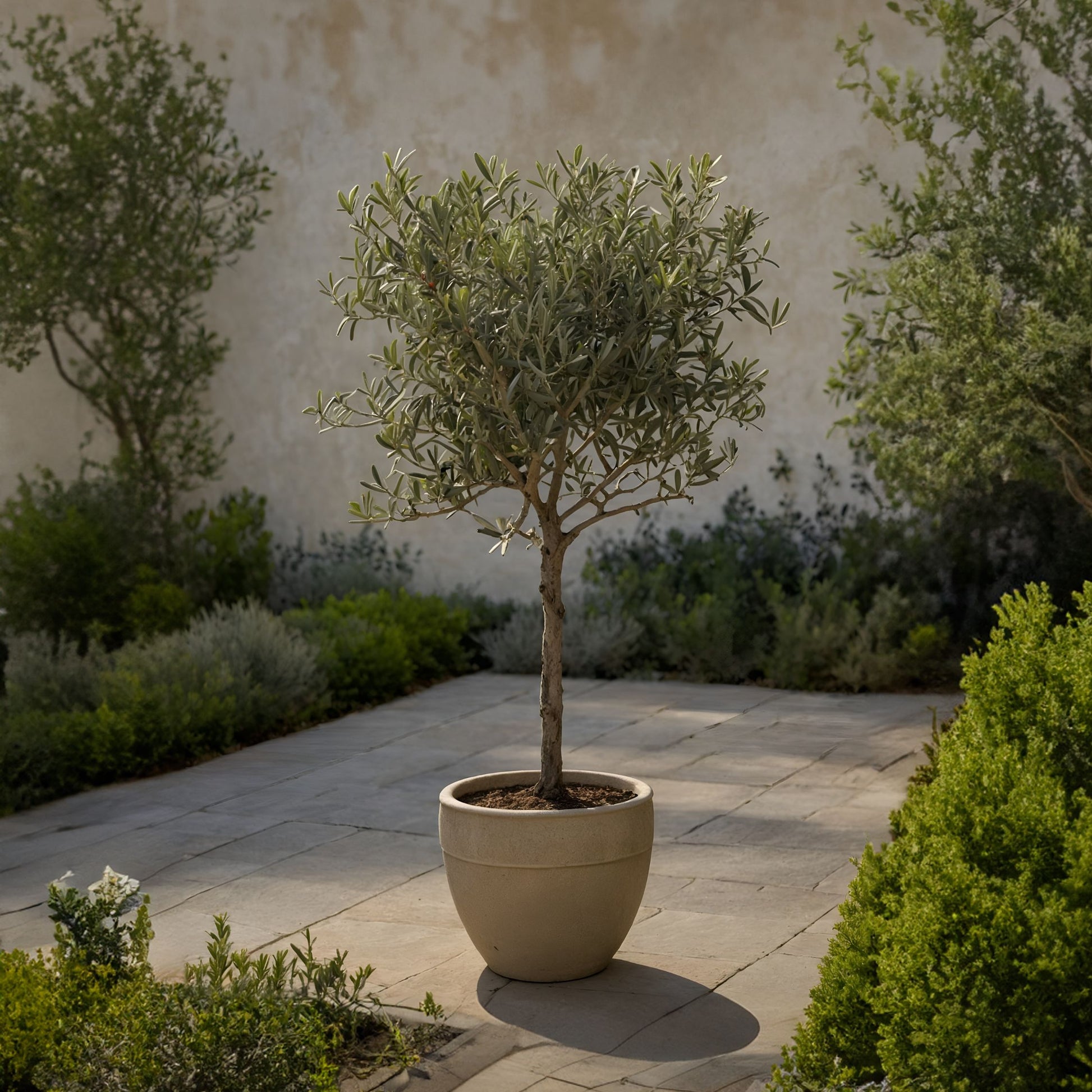 Olivo - 2 Pzs - Olea Europaea - Altura 90-100cm - ⌀21cm