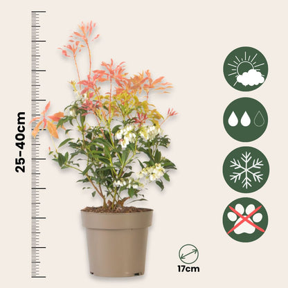 Andromeda Japonica - 2 Pzs - Pieris 'forest Flame' - Altura 25-40cm - ⌀17cm