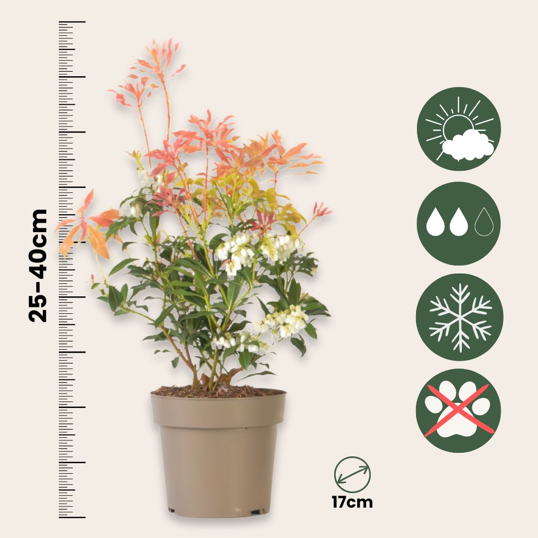 Andromeda Japonica - 4 Pzs - Pieris 'forest Flame' - Altura 25-40cm - ⌀17cm_2