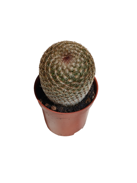 Mammillaria Crucigera Cactus Planta Natural Ø5_0