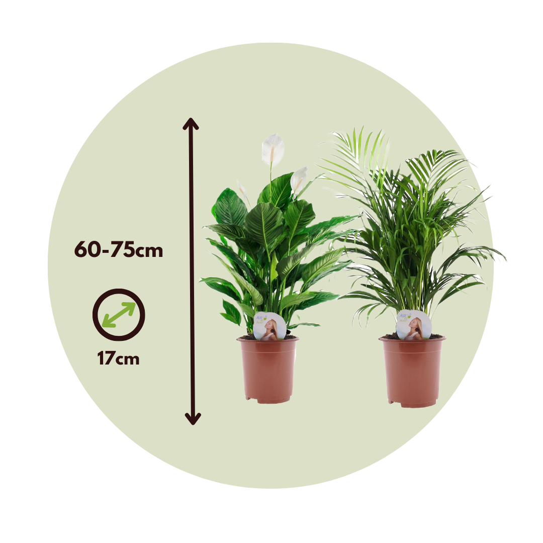 Dúo Verde - 2 Pzs - Spathiphyllum Dypsis Lutescens - Altura 60-75cm - ⌀17cm_2