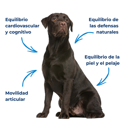 Suplemento natural Omega-3 para perros y gatos – Aceite de sardina y anchoa salvaje 200 ml_2