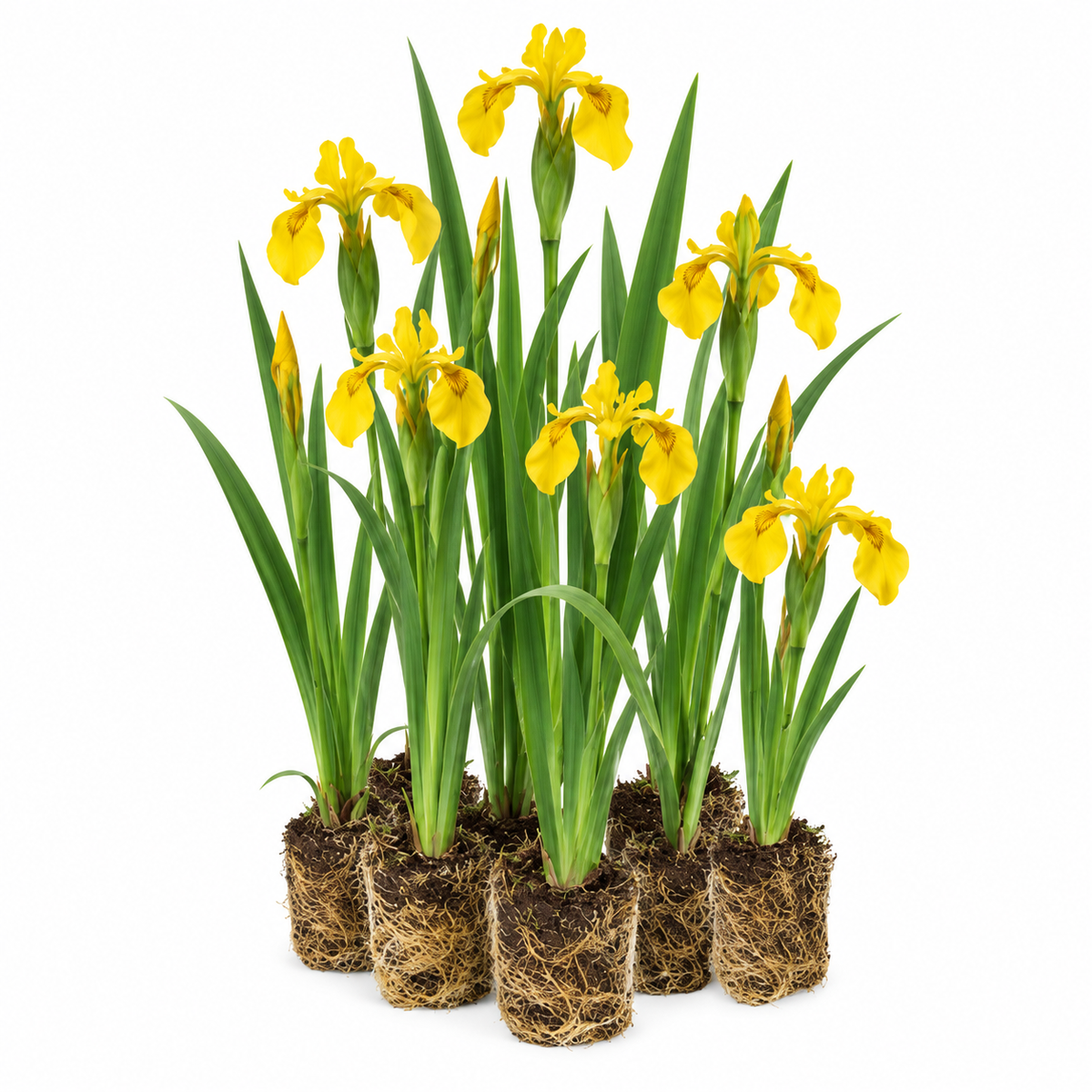 Lirio Amarillo - Iris Pseudacorus - 12 Plantas_0