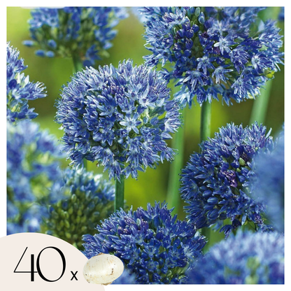 Ajo Ornamental Azul - Allium 'caeruleum' - Pack De 40 Bulbos_0