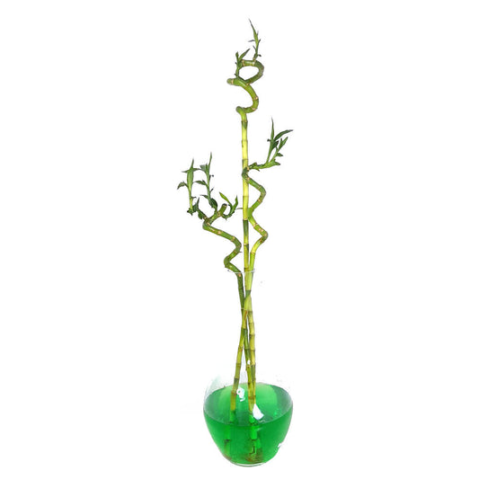 Bambusa Lucky Espiral 80cm_0