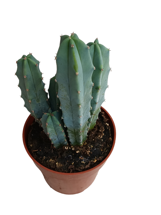 Myrtillocactus Geometrizans Cactus Azul Ø8