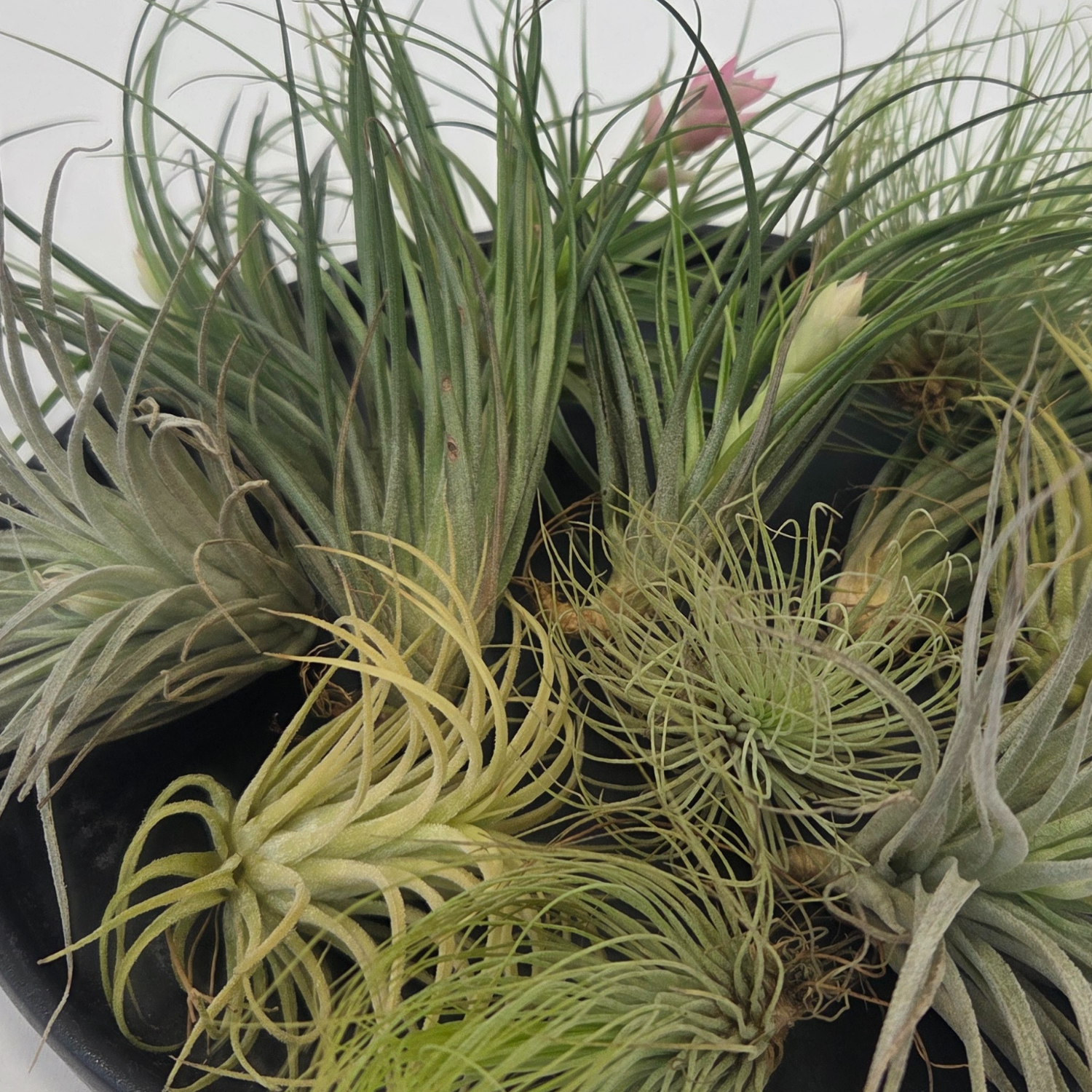 Claveles De Aire - 12 Pzs - Tillandsia - Altura 5-15cm - ⌀5cm_3